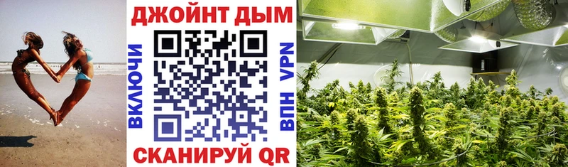 Каннабис планчик Нурлат
